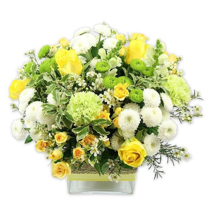 A generously proportioned arrangement of cheerful yellow, white, and lime green blooms fills a clear, low square glass vase, captured against a pure white background that highlights its sculpted, domed shape. Crafted with the care of an experienced Gospel Oak florist, the design radiates the same easy brightness you might feel wandering from Lissenden Gardens up toward Hampstead Heath on a sunny morning. At its core, yellow roses in varying stages of bloom offer a rich, golden focal point: some blossoms open wide to reveal spiralling layers of velvety petals, while others remain more compact, creating a sense of progression and life. Interspersed with the larger roses, clusters of smaller yellow spray roses add density and a softly ruffled texture, making the bouquet look as though it has been freshly gathered from a cottage-style garden. Nestled through the yellow roses, dense white pompom chrysanthemums bring structure and volume; their spherical, tightly petaled heads resemble little cushions of light that soften the overall look. Scattered among these, lime green button chrysanthemums appear as compact, globe-shaped bursts of colour, adding a contemporary edge and echoing the vivid greens seen around Parliament Hill Fields. Larger, pale green ruffled blooms-suggestive of decorative green carnations or textured chrysanthemums-help transition between the whites and the more intense chartreuse tones. The flowers are framed by an abundance of foliage: broad, variegated leaves with light creamy edges, deep green glossy leaves, and fine, airy filler greens that weave elegantly among the blooms and gently overhang the rim. Tiny, white star-shaped filler flowers twinkle throughout, offering delicate points of contrast that lift the design. The clear vase reveals the neatly gathered stems and is cinched around the middle with a textured wrap of natural fibre or bark, finished with a slender lime ribbon that mirrors the green button mums. This thoughtful, joyful arrangement feels warm, fresh, and optimistic, perfect as a birthday centrepiece in a Gospel Oak townhouse, a congratulations surprise delivered to NW5 offices, or a welcoming touch for a new home near Tufnell Park.