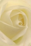 This close-up image pulls you into the soft centre of a white rose, its cream-tinged petals unfolding in gentle spirals much like the welcoming rhythm of life in Gospel Oak. Each velvety layer seems to hold a touch of morning dew, with silvery shadows threading between the folds, imbuing the bloom with luminous depth and an understated sense of drama. Bathed in soft light reminiscent of early walks along Highgate Road, the rose invites tactile exploration-its plush texture and fragile edges promising both tenderness and enduring grace. There is a hush to the moment, an atmosphere of quiet peace and hope, making this rose an ideal emblem for sympathy, reverence, or marking new beginnings in the Gospel Oak community. The faint, lingering scent further deepens the emotional resonance, echoing memories and wishes thoughtfully carried by Gospel Oak Flowers to neighbourhood homes and gatherings. In every detail of its arrangement, this rose speaks of sensitivity and the enduring bonds formed by simple, heartfelt gestures in this treasured corner of North London.